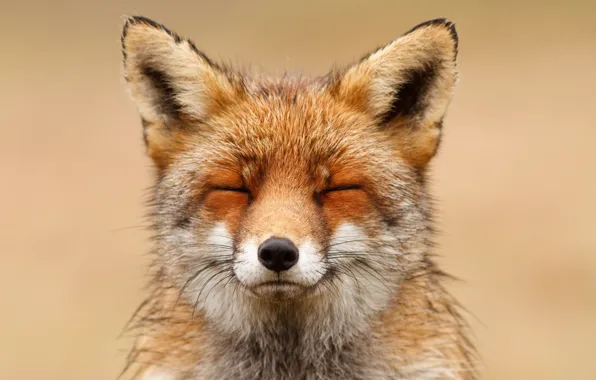 Background, Fox, sleeping, Fox