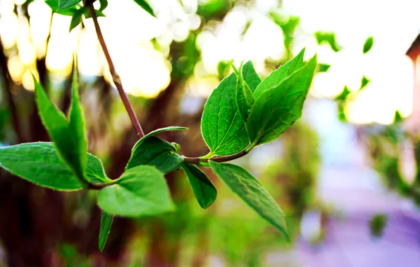 Greens, leaves, trees, heat, Bush, spring, spring