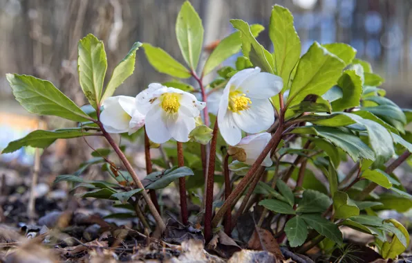Macro, hellebore, Helleborus