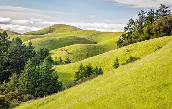 Picture United States, California, Stinson Beach, Mount Tamalpais State Park, Rolling Green