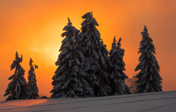 Winter, night, tree