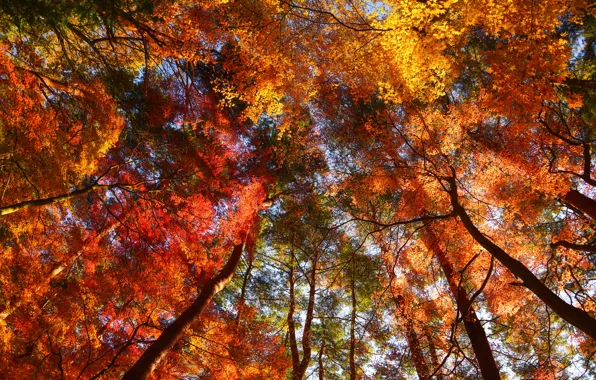 Autumn, forest, leaves, trees, Park, forest, landscape, park