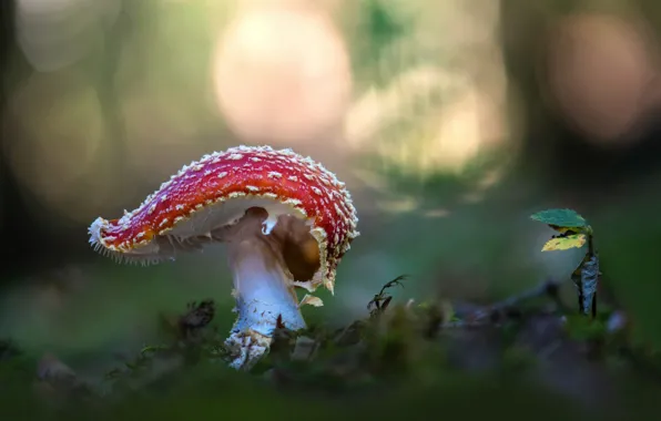 Picture macro, nature, mushroom, Rostock, moss, mushroom, bokeh