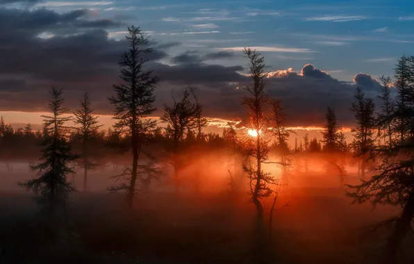 Forest, the sky, the sun, light, nature, the evening, morning