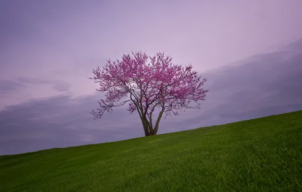 Greens, field, the sky, grass, clouds, flowers, branches, nature