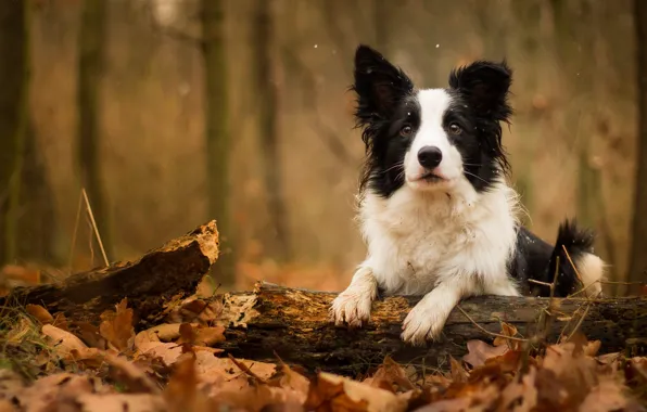 Picture autumn, leaves, dog, log