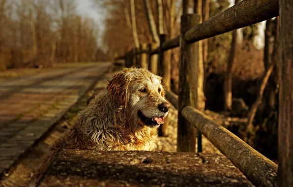 Picture each, the fence, dog