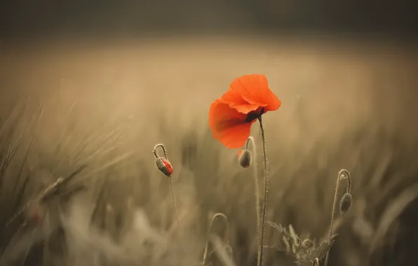 Picture flower, nature, Mac