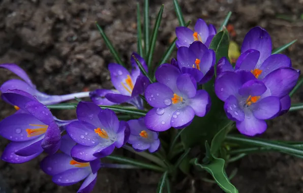 Leaves, drops, flowers, spring, purple, crocuses, stamens, flowerbed