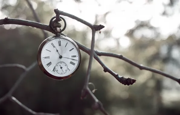 Time, watch, branch