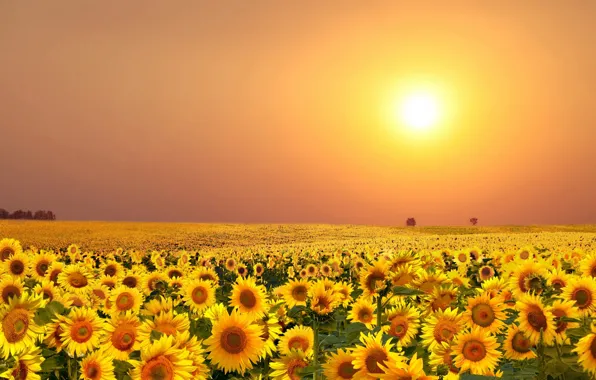 Picture summer, seasons, sunflower, the gifts of nature