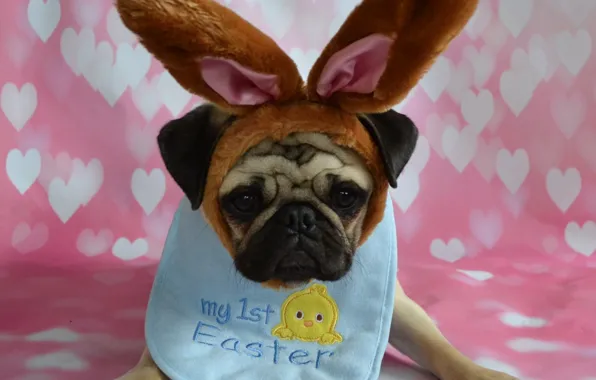 Look, pose, holiday, hare, dog, spring, rabbit, Easter