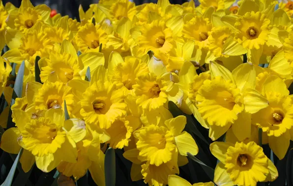 Spring, daffodils, yellow flowers