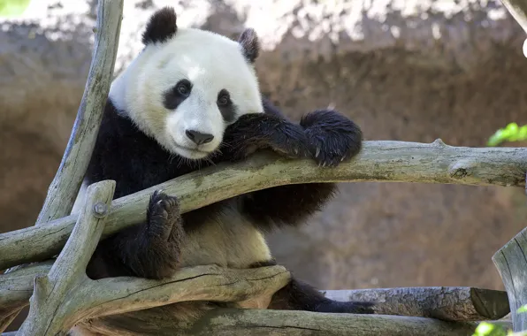 Picture branches, tree, animal, bear, Panda, bondage