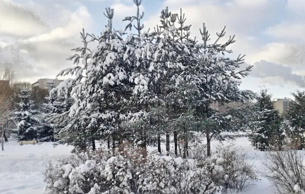 Winter, snow, trees in the snow, December 2024