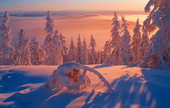 Picture winter, light, snow, frost, cold, Siberia, The Republic Of Sakha, Yakutia