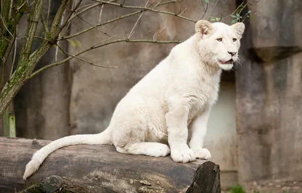 Cat, look, log, cub, kitty, lion, white lion