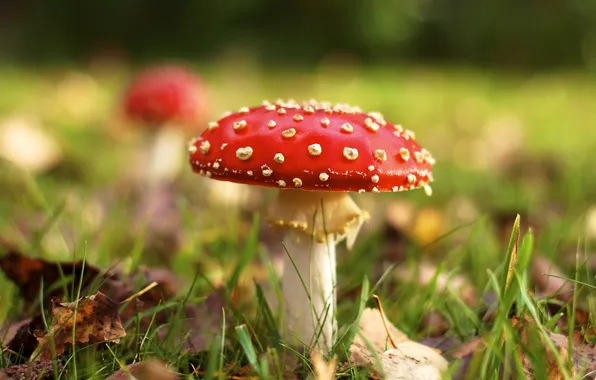 Picture autumn, grass, mushroom, mushroom