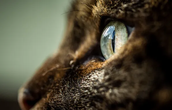 Cat, eyes, profile