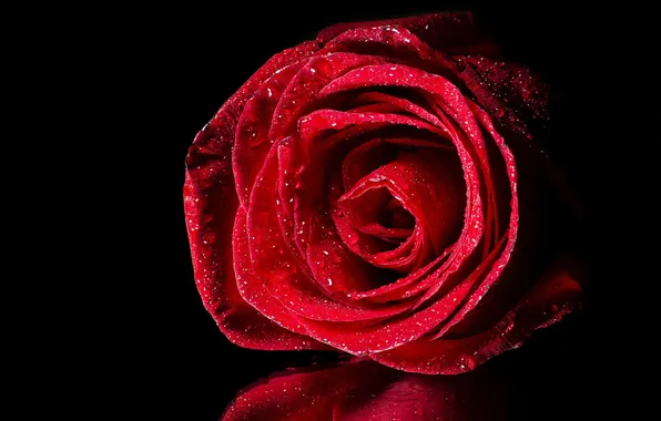 Water, drops, reflection, rose, Bud, red, black background