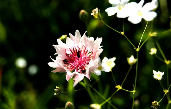 Flower, macro, insects, Summer