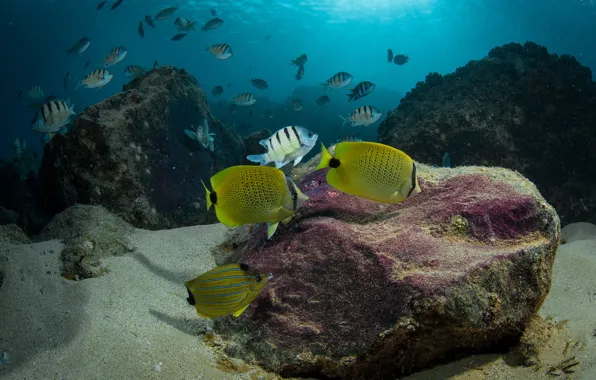 Fish, corals, the bottom of the sea, blue water