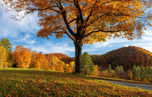 Wallpaper trees, the sky, mountains, hills, road, blue, glade, foliage