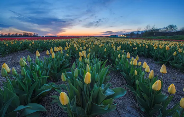 Field, the sky, sunset, flowers, spring, yellow, buds, the ranks