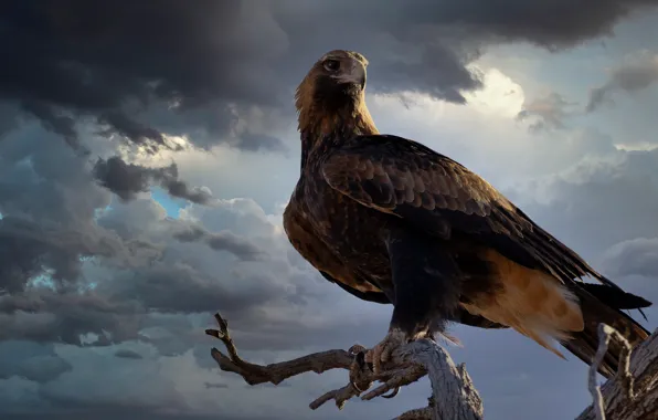 Picture the sky, look, clouds, branches, bird, view, predatory