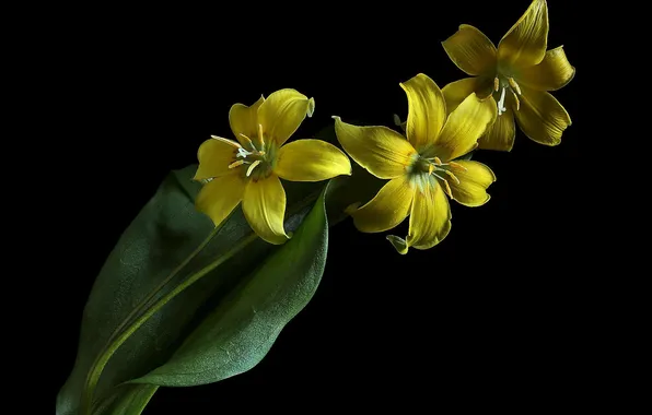 Tulips, black background, yellow tulips