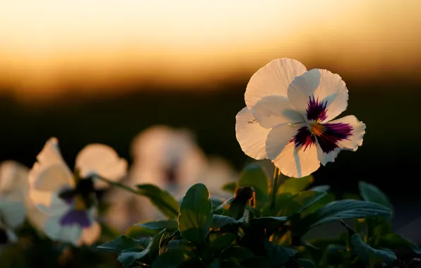 The sky, light, flowers, the evening, white, Pansy, violet, viola