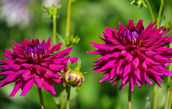 Flowers, bright, garden, pink, Duo, dahlias