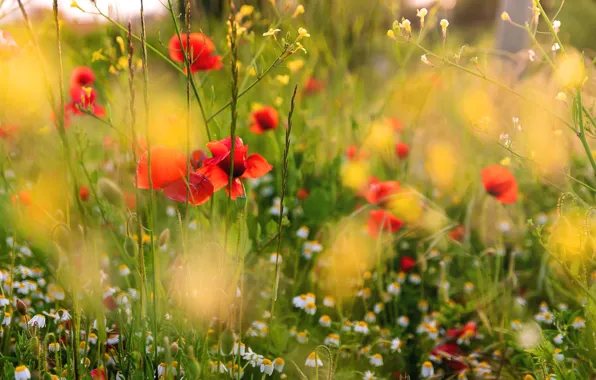 Flowers, glade, Maki, chamomile, meadow, red, white, field