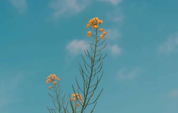 The sky, flowers, yellow