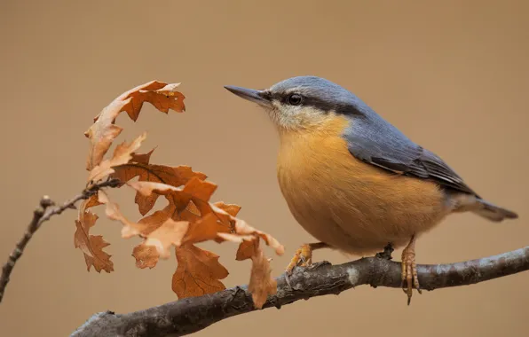 Picture autumn, leaves, branches, background, bird, nuthatch