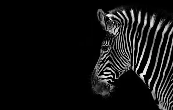 Picture background, color, Zebra