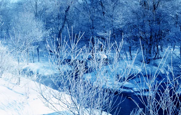Picture ice, winter, trees