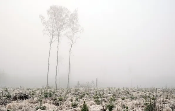 Picture winter, field, trees, fog