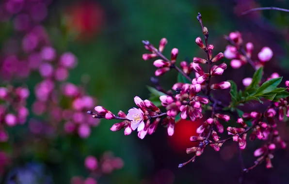 Picture branch, spring, Asetskaya, Purple Spring
