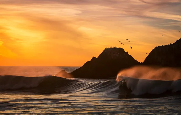 Wave, beach, birds, the ocean, california, sunset, San Francisco