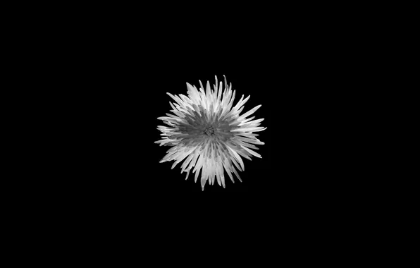 White, black background, Zverok