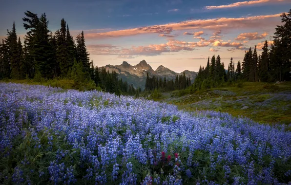 Forest, the sky, sunset, flowers, mountains, glade, lupins, Doug Shearer