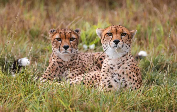 Glade, lie, cheetahs