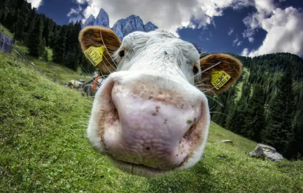 Picture face, macro, cow