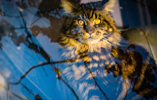 Machine, cat, cat, look, glass, light, reflection, branches