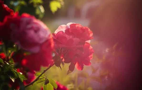 Summer, flowers, mood, Bush, roses, roses, Milota