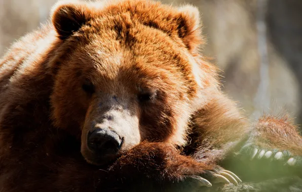 Picture face, background, sleep, portrait, paws, bear, sleeping, wildlife