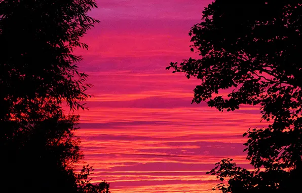 Picture the sky, clouds, trees, silhouette, glow