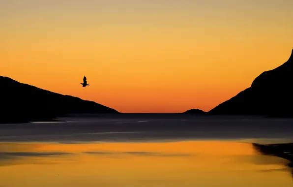 The sky, landscape, sunset, mountains, lake, bird