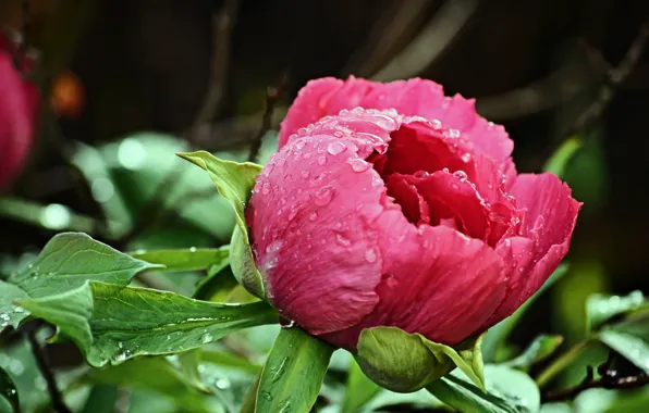 Drops, pink, Bud, after the rain, peony